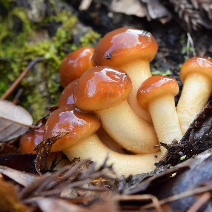North Spore Organic Nameko (100 ct) Mushroom Plugs for Logs | Premium Quality Mushroom Plug Spawn | Handmade in Maine USA | Grow Gourmet Mushrooms Outdoors on Logs | Pholiota nameko