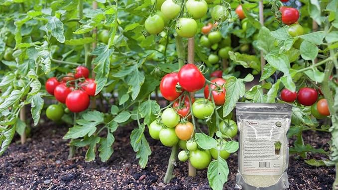 Introducing Soil Vigor® Granular: Revolutionizing Plant Hydration and Growth - 2 Pounds (Large Granules / 5-10 mesh)