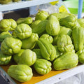 Chayote Squash Plant Live Vegetable Plant Live 8 to 10 Inc Tall