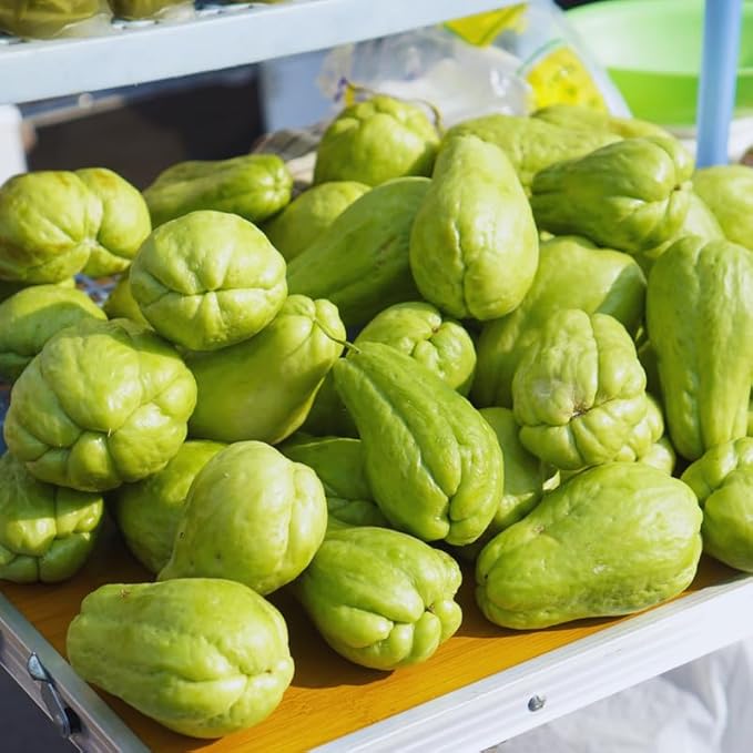 Chayote Squash Plant Live Vegetable Plant Live 8 to 10 Inc Tall
