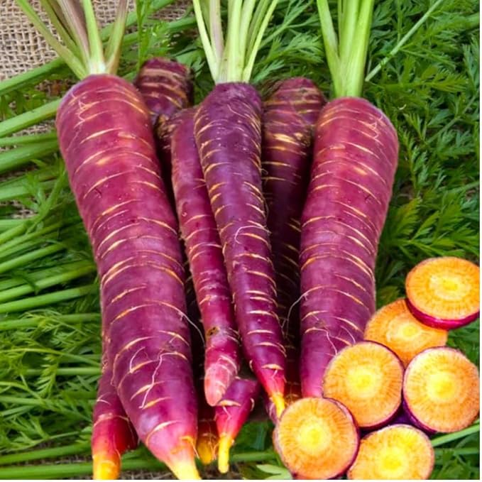 1000 Purple Dragon Carrot Seeds | Cosmic Orange Yellow Core Red Skin Stars Haze Heirloom Garden Vegetable Seed