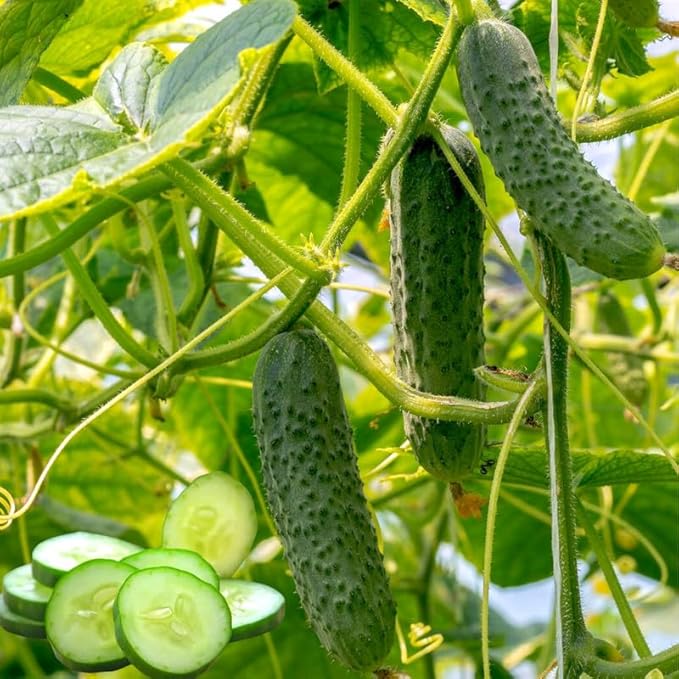 Marketmore Cucumber Plants Live 4 Inc Pot Cucumber Live Plants 4 Cucumber Vegetable Starter Plants