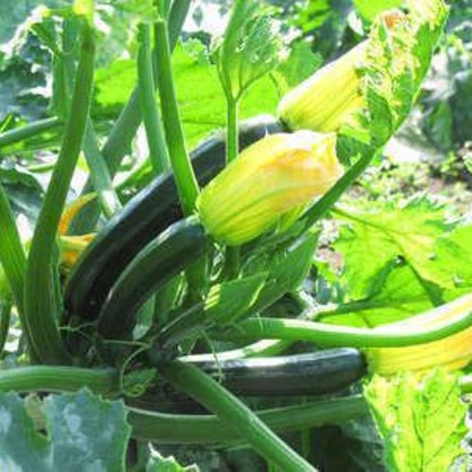 2 Zucchini Plants Live Seedlings 4 Inches Pot Live Squash Plants from 3 to 6 Inches Tall
