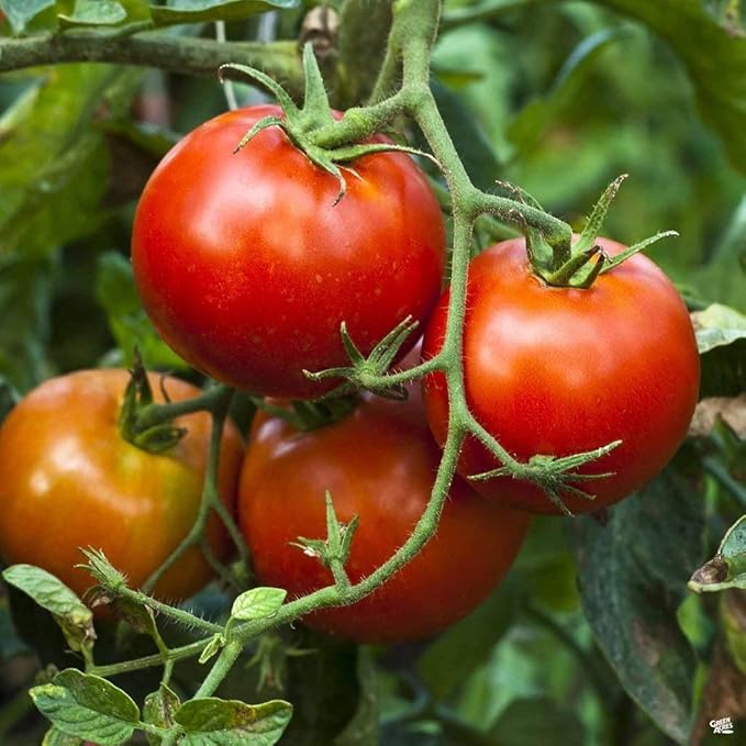 Big Boy Tomato Live Vegetable Plants 4-Pack