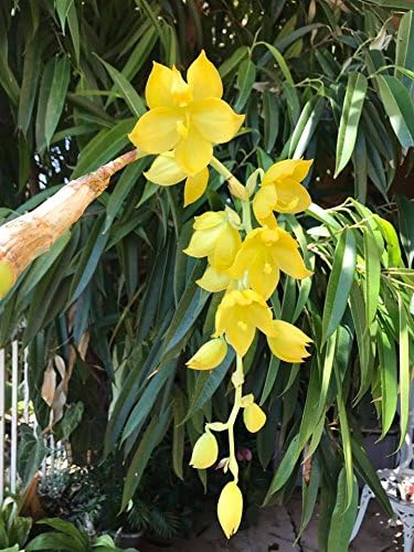 Orchid Fertilizer (MSU) 2lbs. K-Lite (12-1-1-10Ca-3Mg) Excellent for Orchids &amp Houseplants - Urea Free (Greencare)