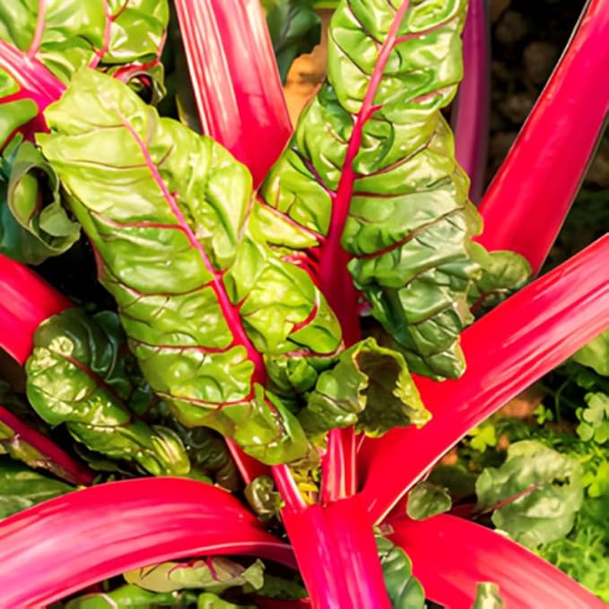 5 Rhubarb Plants Root for Planting Large Rhubarb Crown from Home- Grown 1.5 Inch Tall Hardy Rhubarb Roots with High Yields