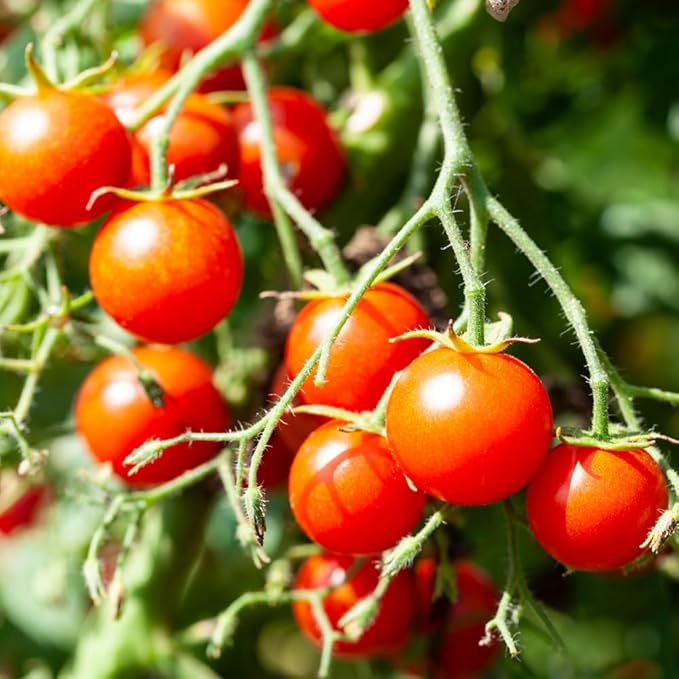 2 Tomato Plants in Pot Cherry Tomato Plant Heirloom Vegetable Plants Live for Planting Outdoors Garden