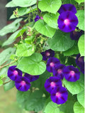 200 Grandpa OTT Purple Morning Glory Seeds | Non GMO USA Vine Flower Pink Red Rose Bloom Plant Garden Vegetable Seed