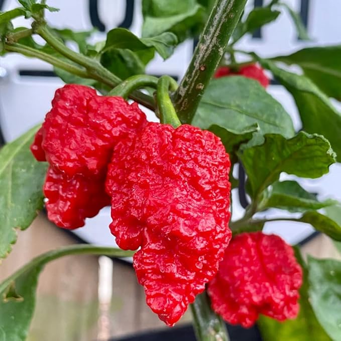 Set 6 Hot Pepper Live Plants 90 Days Old Live Pepper Chili Plant for Spring Planting (Bhut Jolokia Hot)