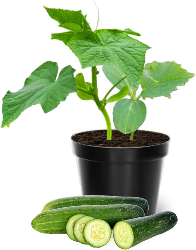 Marketmore Cucumber Plants Live 4 Inc Pot Cucumber Live Plants 4 Cucumber Vegetable Starter Plants