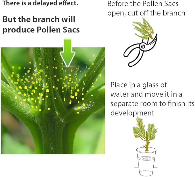Feminized Seed Spray | 1 Ounce 2Pack Bottle for Growing All Female Pollen and Seeds Safe Non-Toxic Plant Flower Formula for Growers - Effective and Reliable Solution