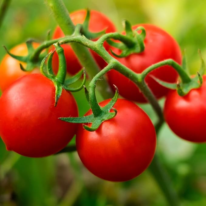 Bonnie PLANTS Husky Cherry Red Tomato Live Vegetable Plants - 4 Pack Non-GMO Bite Sized Disease Resistant