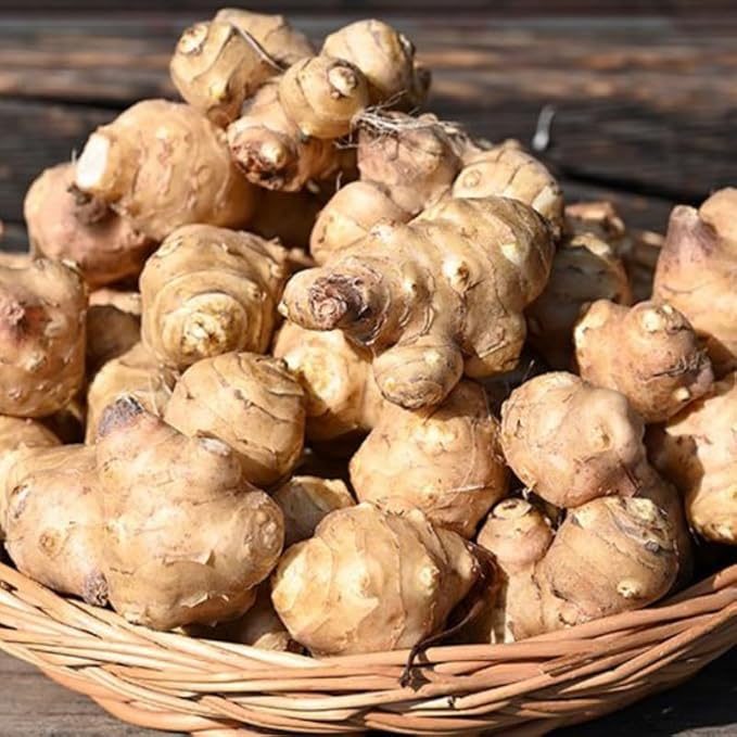 5 Jerusalem Artichoke Tubers for Planting Fresh Sunroots Sunchokes Edible Hardy Roots for Home Garden or Raised Beds