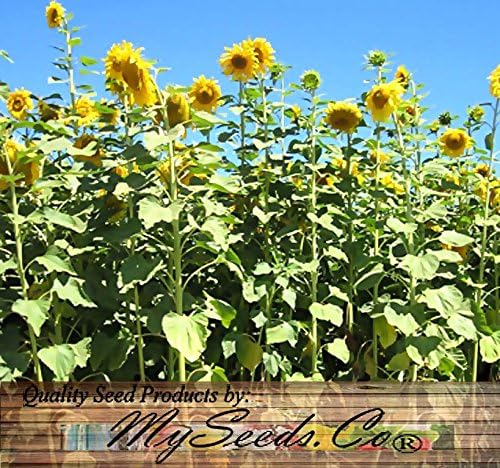 1 lb (4700+ Seeds) Mammoth Grey Stripe Sunflower (Helianthus annuus) - 9-12 Feet Tall Extended Bloom - Non-GMO Seeds by MySeeds.Co (1 lb Grey Stripe Sunflower)