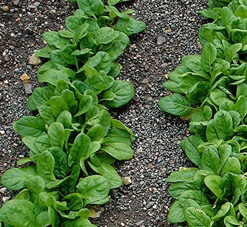 Organic Bulk Spinach Seeds (5 Lbs)