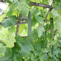 Ridge Luffa Plant 4 to 8 Inch Tall Live Gourd Loofah Plants in 4 Inch Pot Vegetable Vine Seedlings