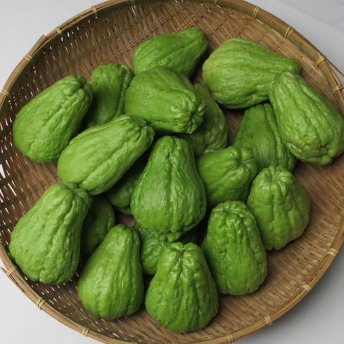 Chayote Squash Plant Live Chayote Plant Gallon Pot Vegetable Plant for Gardening Indoor Outdoor 7 to 9 Inc Tall