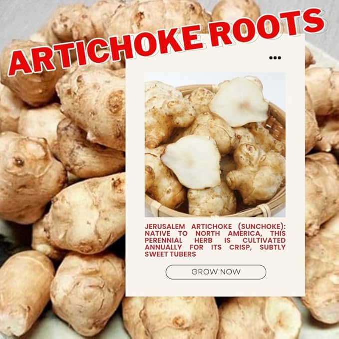 5 Jerusalem Artichoke Tubers for Planting Fresh Sunroots Sunchokes Edible Hardy Roots for Home Garden or Raised Beds