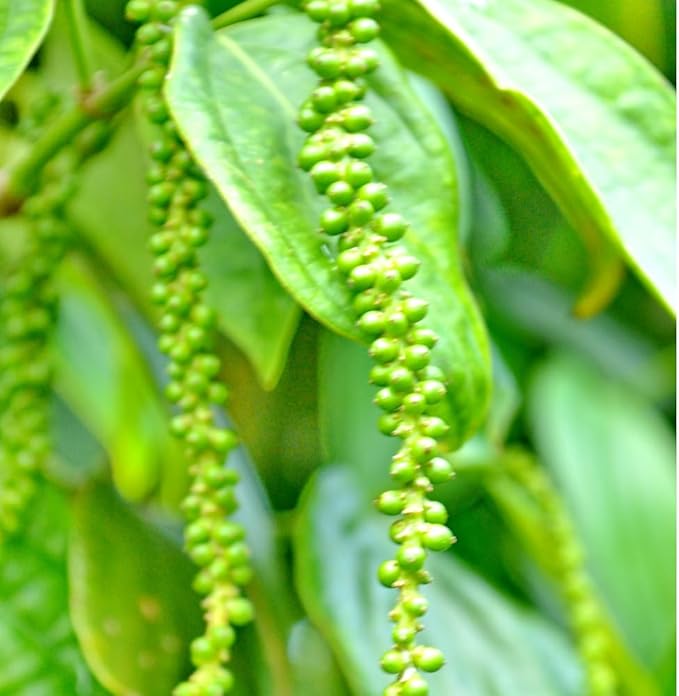 Black Pepper Plant Live Black Pepper Tree Plant Piper Nigrum Plants 4 to 6 Inches Tall Edible Herb for Indoor Outdoor Garden