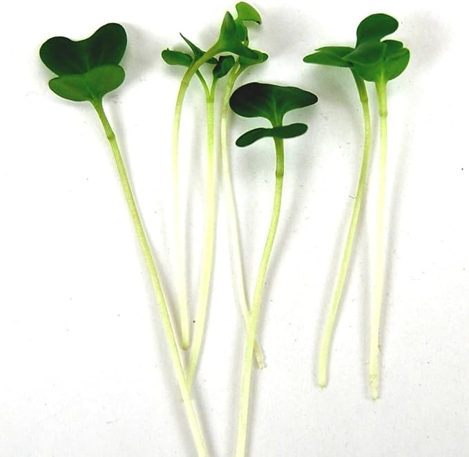 Vates Collard Green Seeds: 1 Lb - Non-GMO Vegetable Garden &amp Micro Greens Seeds