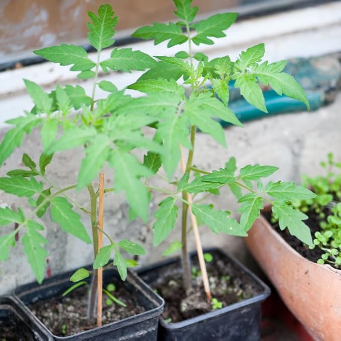 Pack 2 Pots Beefsteak Tomato Plants Live 4 Inch Pot Tomato Plants Live for Planting Outdoors Size 4 to 6 Inch