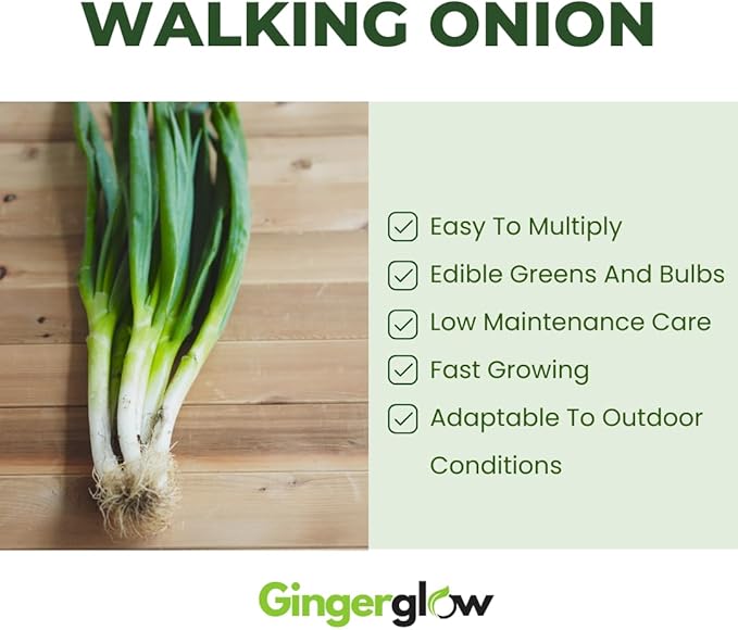 10 Egyptian Walking Onion Plants Live for Planting Outdoors 4-8 Inch Tall High Yield Fast Growing