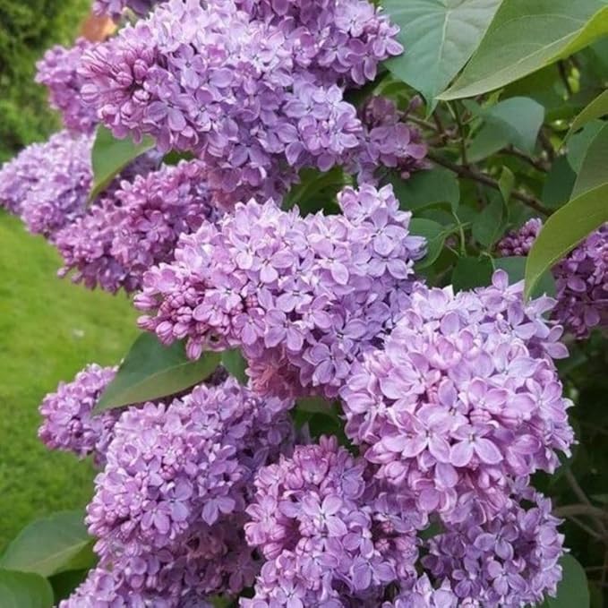 Lilac Tree Lilac Plants Live Ready to Plant 1 to 2 Feet Tall Lilac Shrub Purple Lilac Tree Live Plant