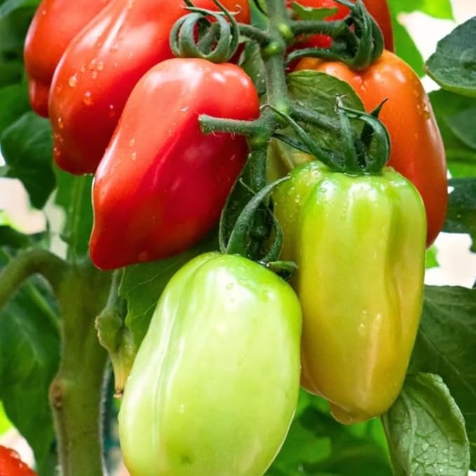 San Maranzo Tomato Plants 4 Inch Pot 4-8 Tall Live Tomatoes Plant Vegetable Tomato Seedling for Planting Outdoor Garden