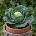Cabbage Plant in 4 Inch Pot 3 to 6 Inch Tall Vegetable Cabbage Plants Seedling Cold Harrdy Plants for Outdoors Planting