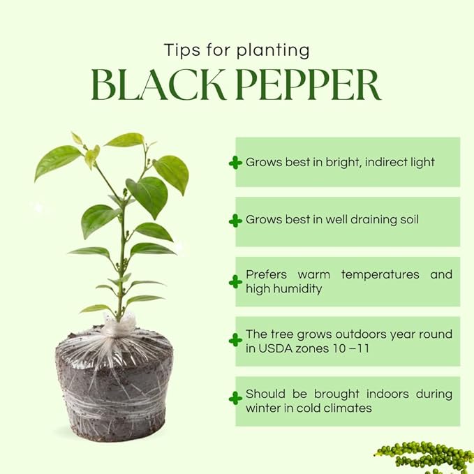 Black Pepper Plant Black Pepper Tree Plant 4 to 6 Inches Tall Edible Piper Nigrum Vines Indoor Outdoor Growing