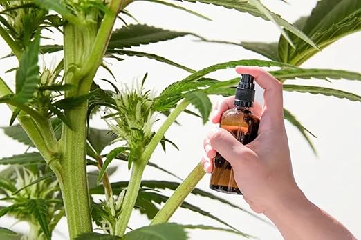 STS Feminized Seed Making Spray 10 oz – No Mixing Required | Enhanced with Sticky Organic Canna_Coat for Maximum Effectiveness