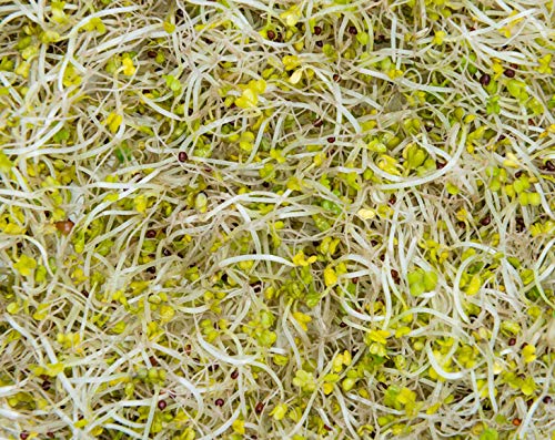Food to Live Organic Broccoli Seeds for Sprouting 25 Pounds – Non-GMO Vegan Kosher Sirtfood Bulk. Rich in Sulforaphane Vitamin C. Grow Sprouts Microgreens for Salads and Sandwiches