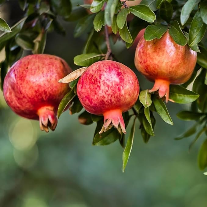 Live Pomegranate 'Wonderful' Plants (Punica Granatum 'Wonderful') - Fruit-Bearing Drought-Tolerant Easy to Grow (4 Pomegranate Wonderful Cups)
