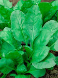 Dirt Goddess Super Seeds ~ Bloomsdale Spinach Seeds (1 Lb) Non GMO Bulk