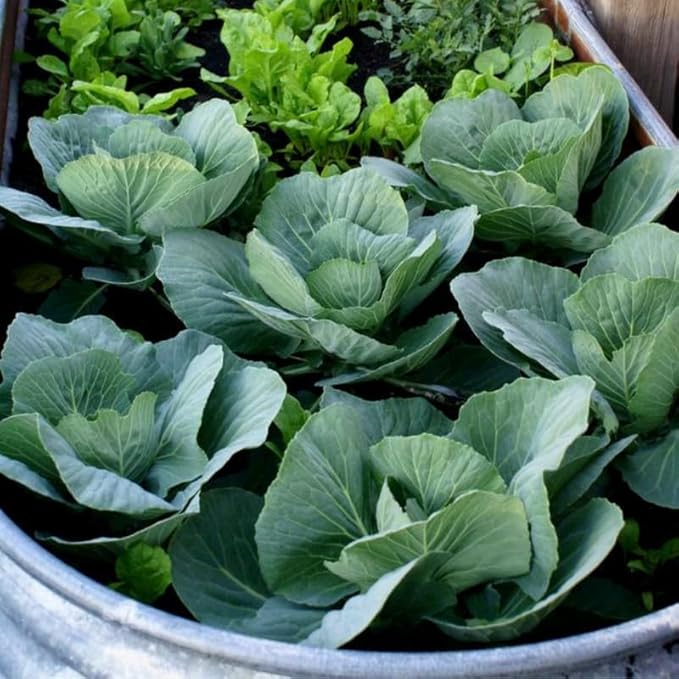 Set 2 Cabbage Plants 4 Inch Pot Cold Harrdy Cabbage Vegetable Plant for Indoor Outdoor Garden
