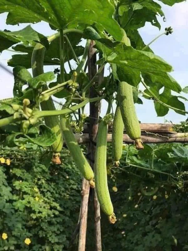 Luffa Plant 4 Inch Pot 2 Smooth Luffa Plants in a Pot 4 to 8 Inch Tall Loofa Gourd Vegetable Seedings