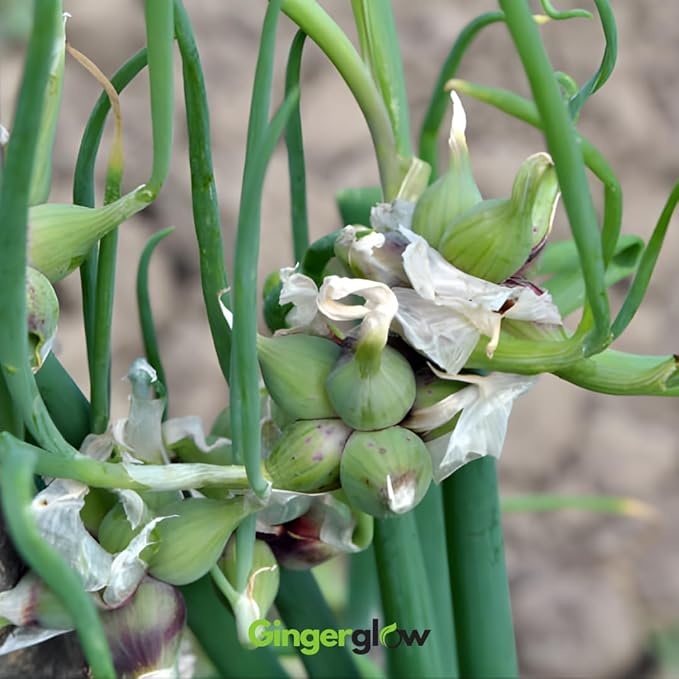 10 Egyptian Walking Onion Plants Live for Planting Outdoors 4-8 Inch Tall High Yield Fast Growing