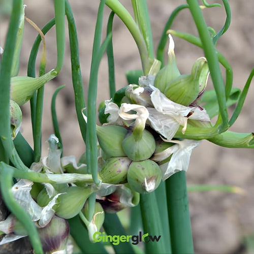 10 Egyptian Walking Onion Plants Live for Planting Outdoors 4-8 Inch Tall High Yield Fast Growing