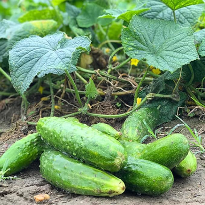 2 Green Cucumber Plants Live for Planting Live Cucumber Plants for Planting 4 to 7 Inches Tall Vegetable Plant