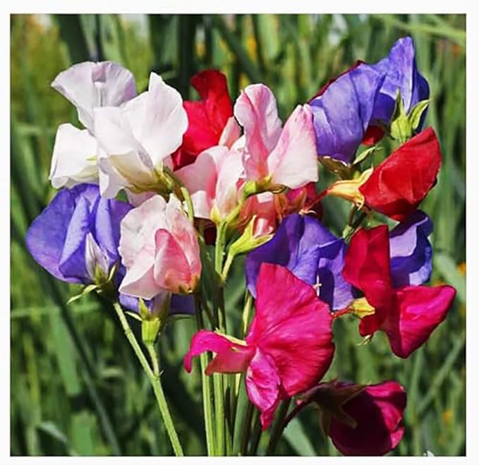 Fragrant Sweet Pea Seeds Climbimg Vine Up to 8' - Approximately 50 Seeds - Most Fragrant Sweet Peas - Lathyrus Odoratus