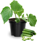 2 Cucumber Plants Live Live Green Cucumber Plants Potted 3 to 5 Inches Tall 4 Inches Pot Vegetable Plants Gardening Planting