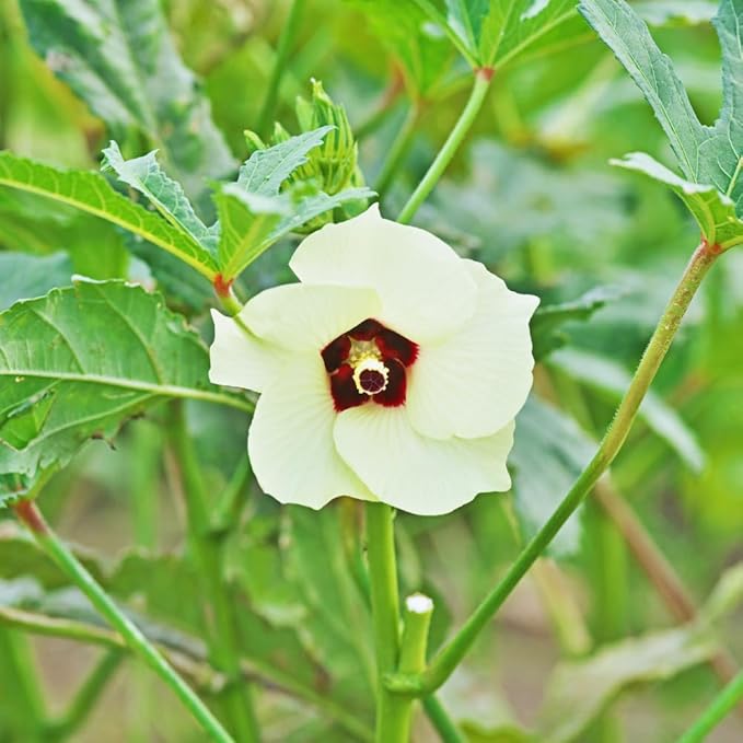 Set 2 of Okra Plants Live Green Okra Live Plant 4 Inc Potted Vegetable Plants Live for Gardening Indoor Outdoor