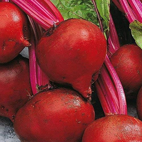 Bulk Organic Detroit Dark Red Beet Seeds Non GMO (25 Lbs)