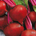 Bulk Organic Detroit Dark Red Beet Seeds Non GMO (10 Lbs)