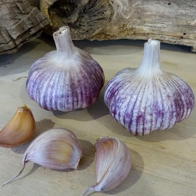 1 Lb Purple Garlic Bulbs for Planting 8 Hardy Garlic Bulbs for Planting Home Vegetable Garden or Raised Beds Hardneck Garlic Bulbs