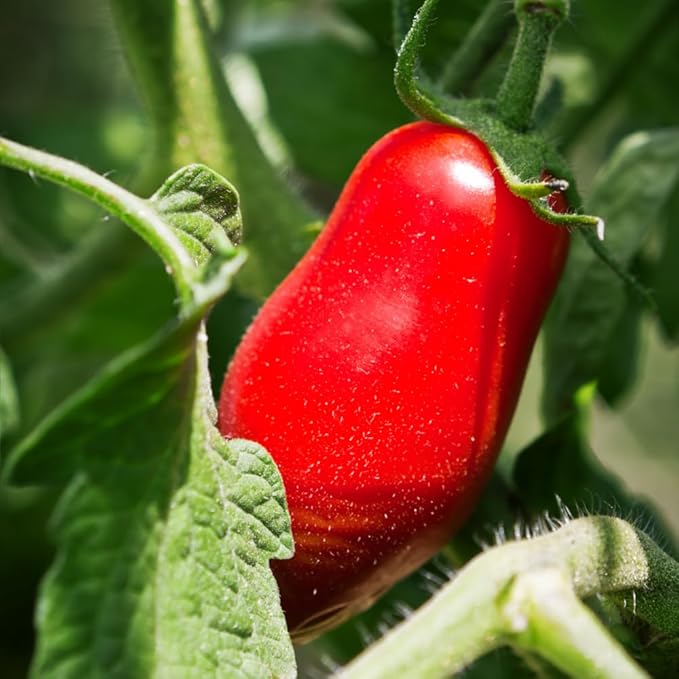 San Maranzo Tomato Plants 4 Inch Pot 4-8 Tall Live Tomatoes Plant Vegetable Tomato Seedling for Planting Outdoor Garden