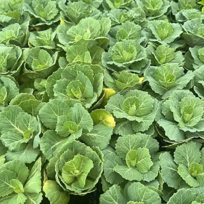 Cabbage Plant in 4 Inch Pot 3 to 6 Inch Tall Vegetable Cabbage Plants Seedling Cold Harrdy Plants for Outdoors Planting