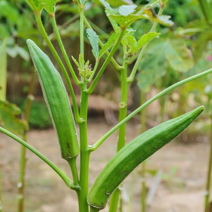 2 Green Okra Plants Live 4 Inc Potted Okra Live Plant Vegetable Plants Live 5 to 7 Inc Tall