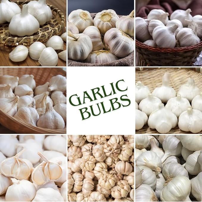 1 Pound Music Hardneck Garlic Bulbs for Planting Fresh High-Yield Hardy Garlic for Garden or Container Growing