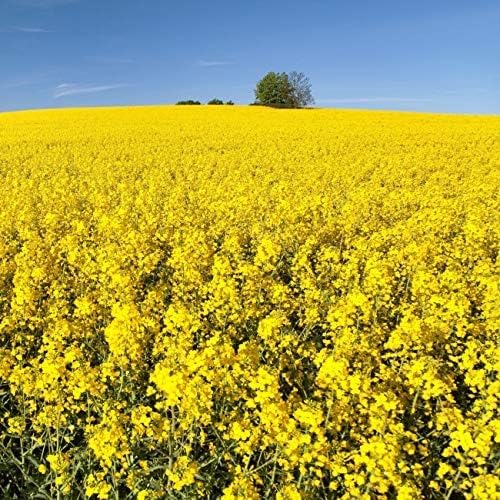 Outsidepride Trophy Forage Rape Seed - 5 Lbs Heat Cold &amp Drought-Tolerant Brassica Food Plot Seed Ideal for for Deer &amp Livestock Grazing Fall Planting Soil Improvement &amp Erosion Contr